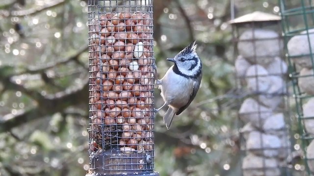 Crested Tit - ML211501871