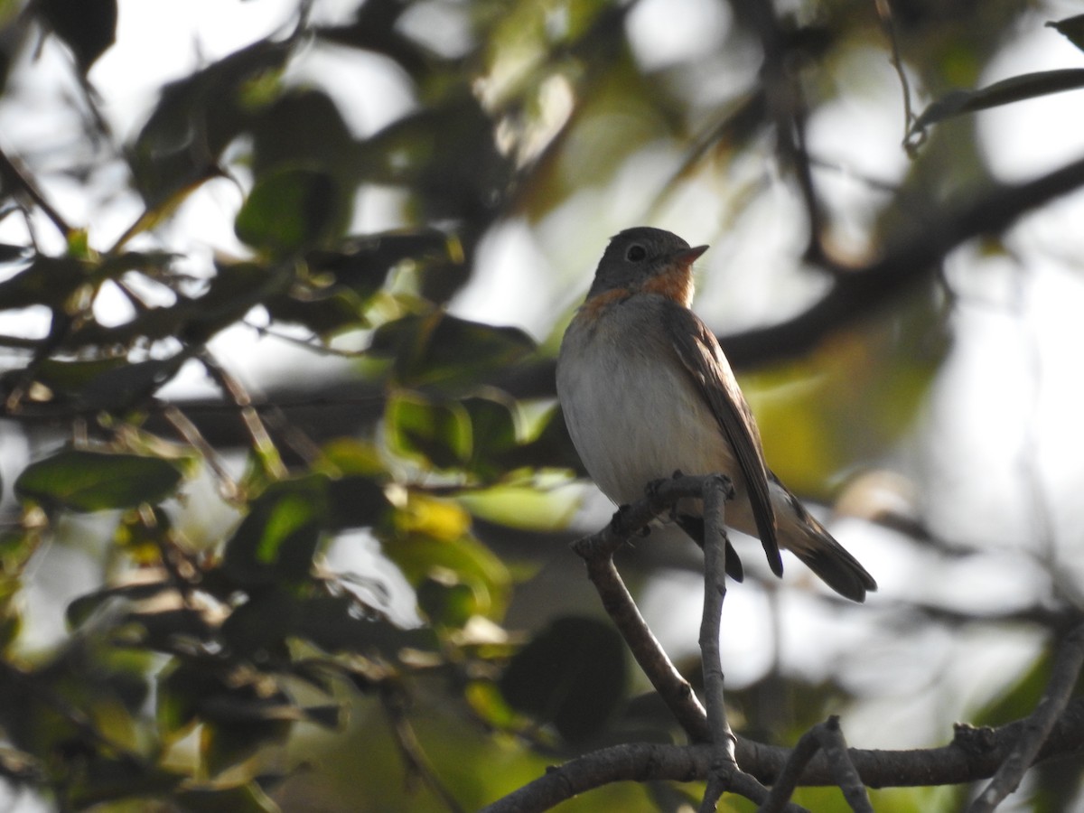 Red-breasted Flycatcher - Ashwin Viswanathan