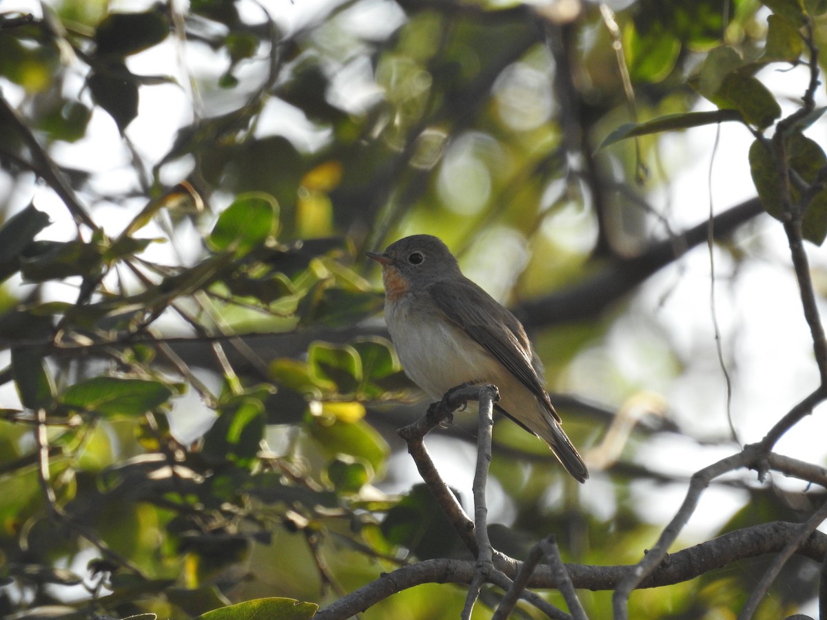 Red-breasted Flycatcher - ML211508251