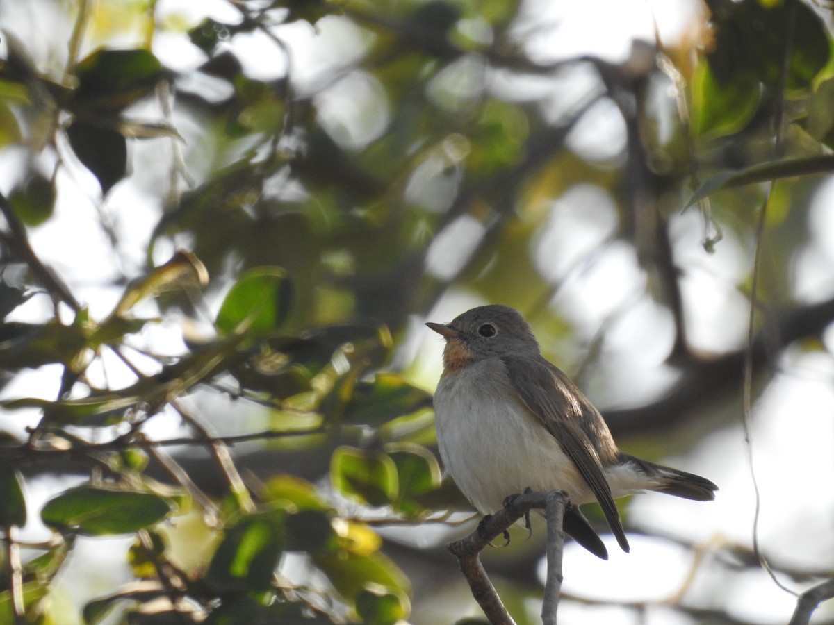Red-breasted Flycatcher - ML211508281