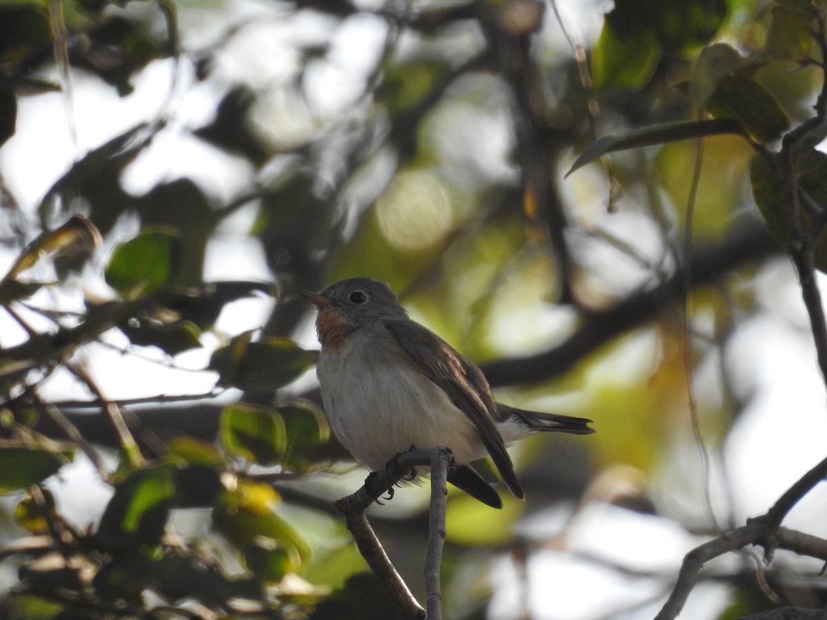 Red-breasted Flycatcher - ML211508351