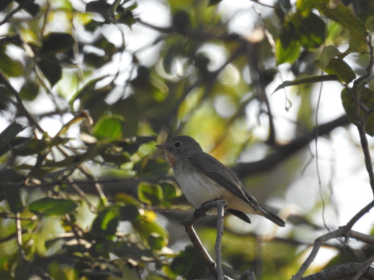 Red-breasted Flycatcher - ML211508611