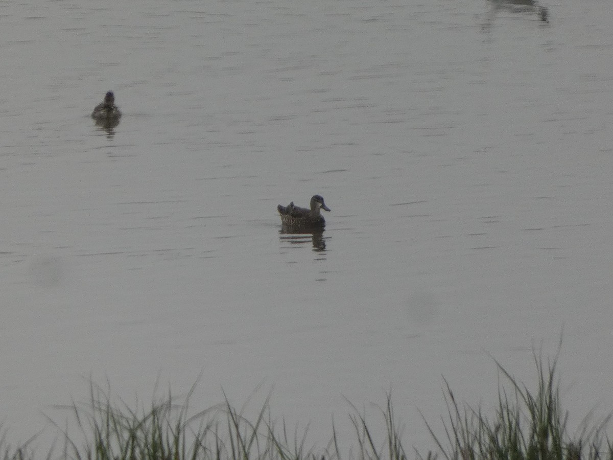 Blue-winged Teal - ML211511791