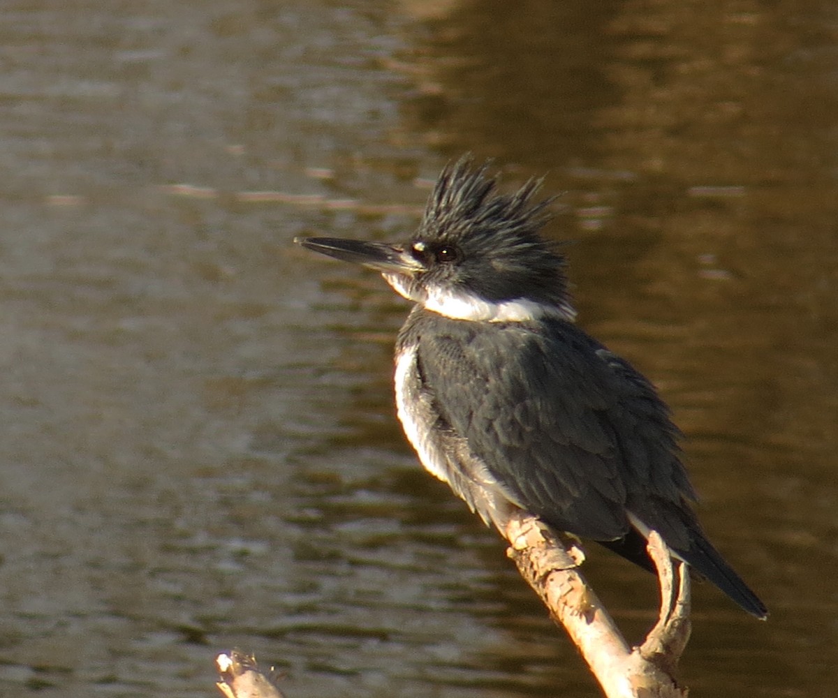 Belted Kingfisher - ML211512431