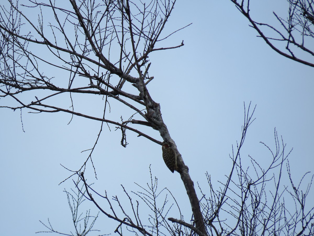 Sulawesi Pygmy Woodpecker - Simon Thornhill