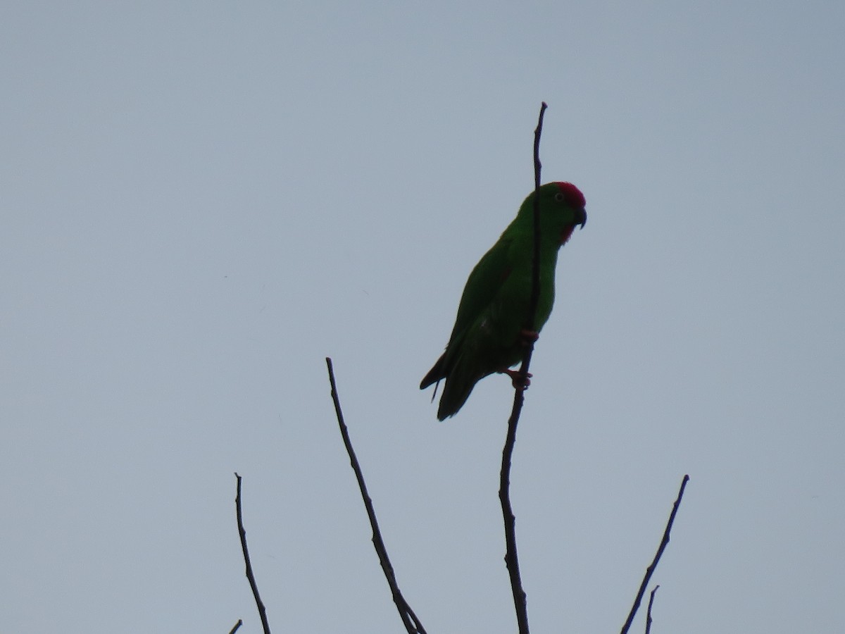 Sulawesi Hanging-Parrot - ML211517551