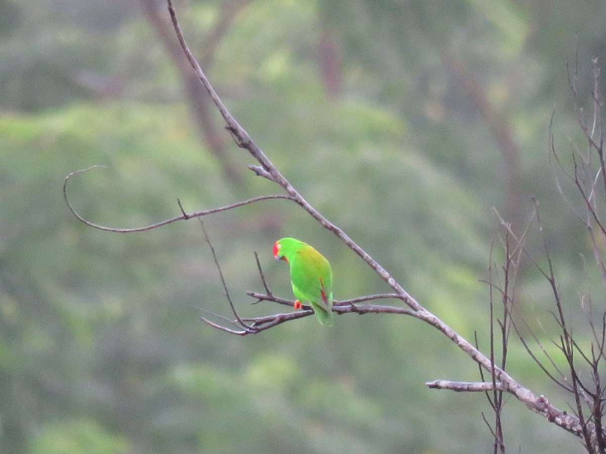 Sulawesi Hanging-Parrot - ML211517561