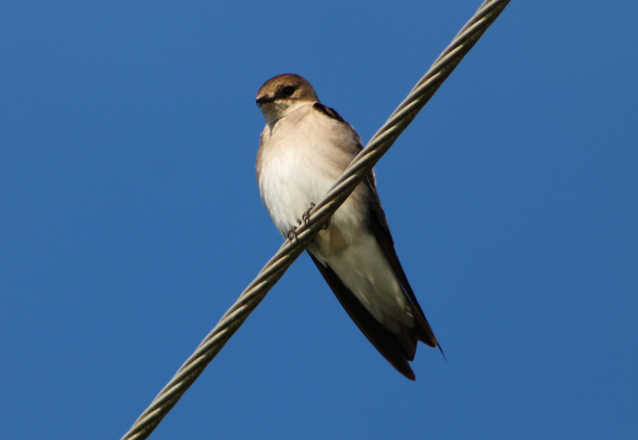 Northern Rough-winged Swallow - Derek LaFlamme