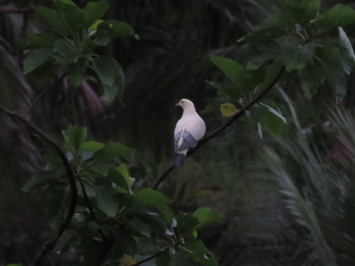 Белый плодовый голубь - ML211521441