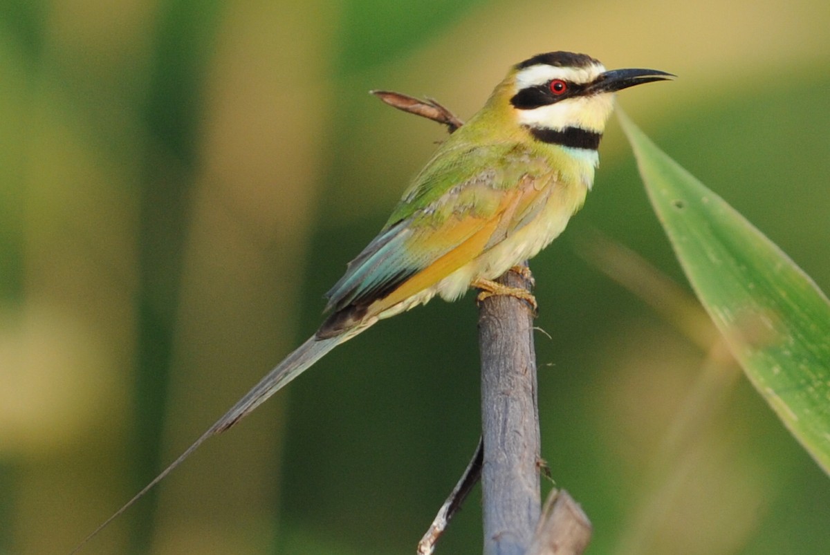 White-throated Bee-eater - ML211522311