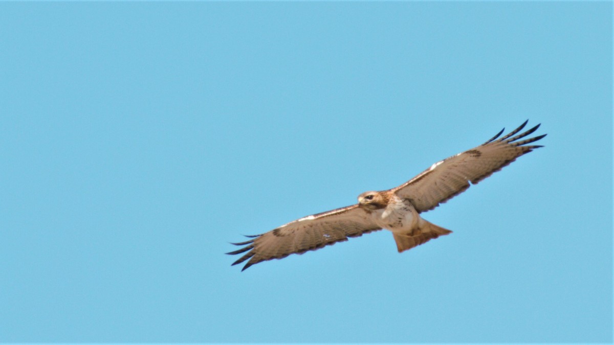 Red-tailed Hawk - ML211523201