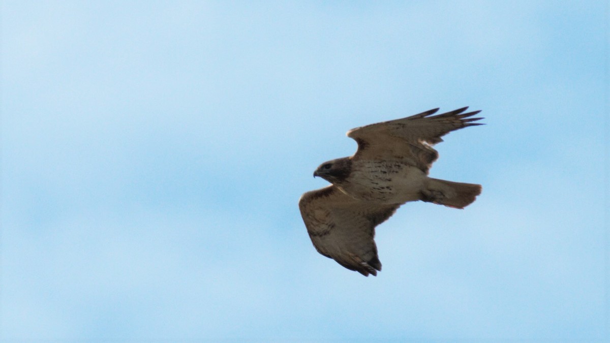 Red-tailed Hawk - ML211526451