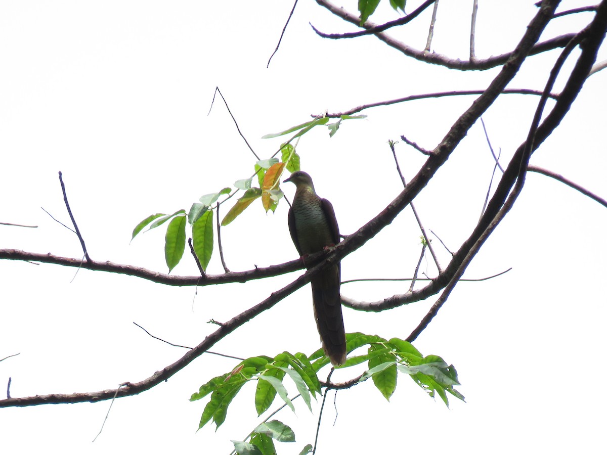 Sultan's Cuckoo-Dove (Sulawesi) - Simon Thornhill