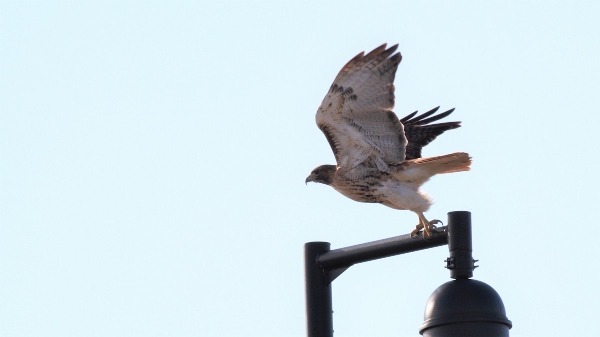 Red-tailed Hawk - ML211528911