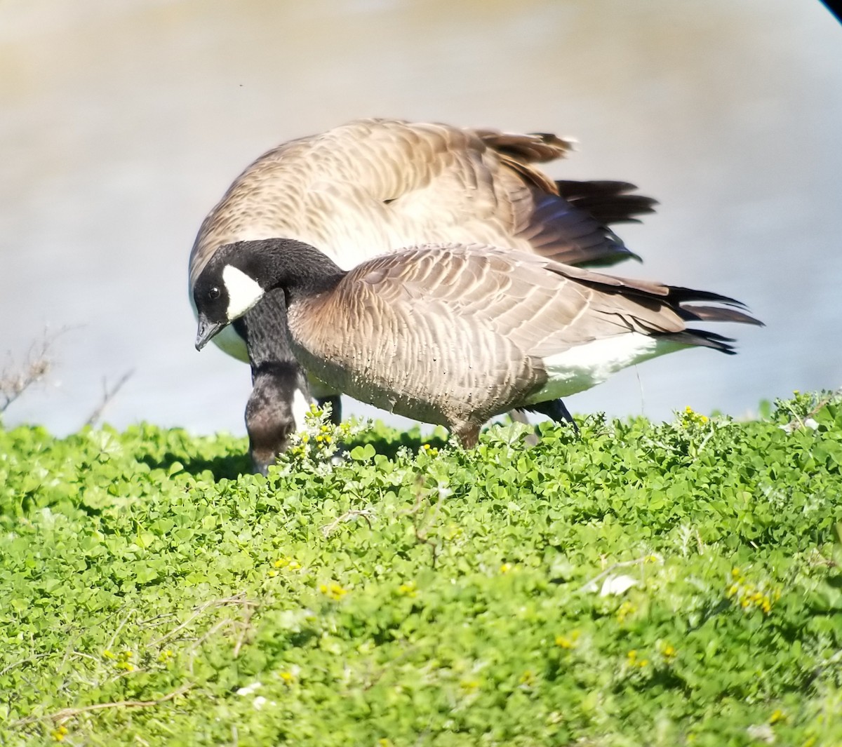 Cackling Goose (Aleutian) - ML211529151