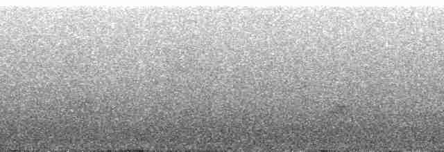 Élénie à cimier blanc (groupe albiceps) - ML211530