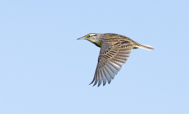 flying meadowlark