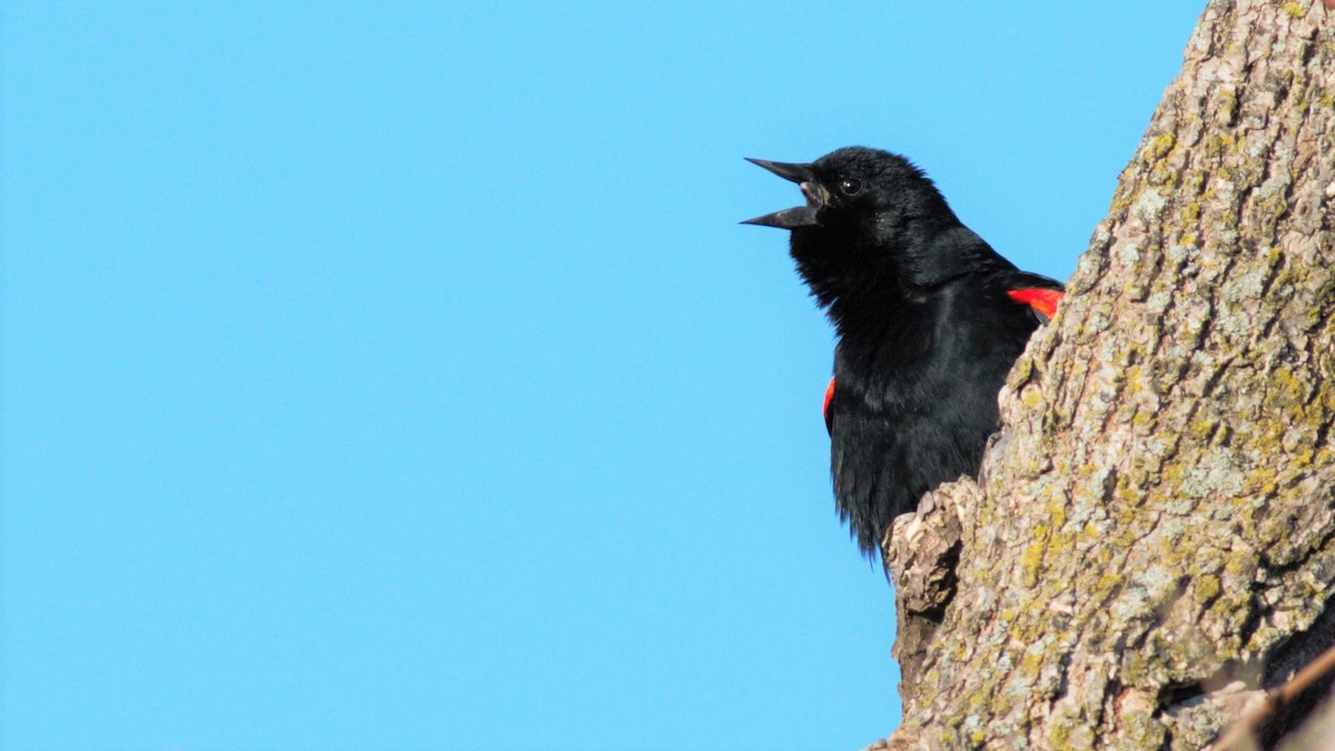Red-winged Blackbird - Nathan Monk
