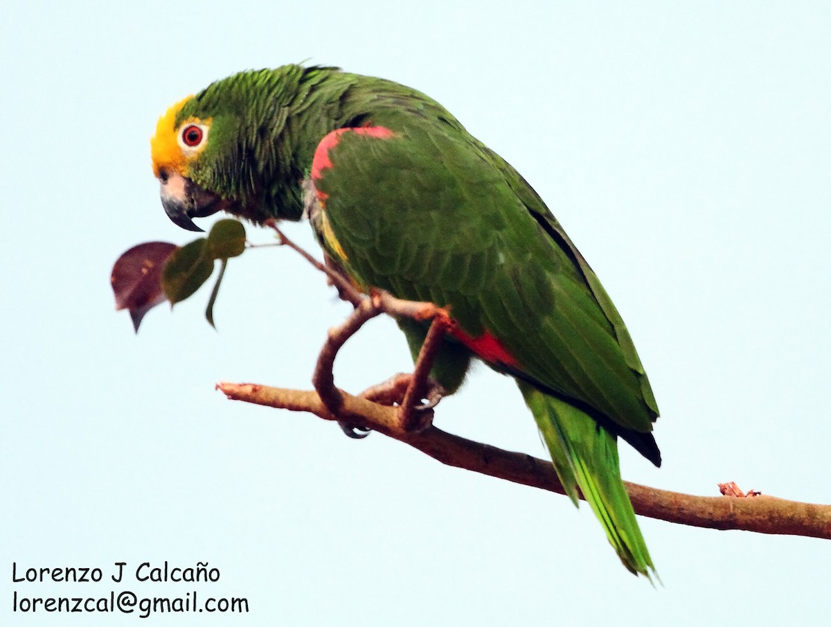 Yellow-crowned Parrot - ML211539701