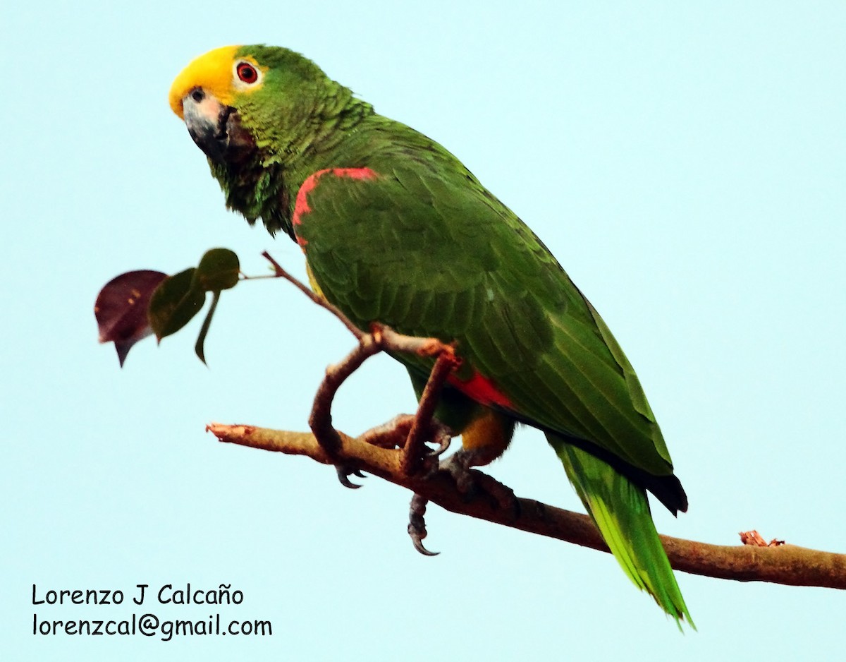 Yellow-crowned Parrot - ML211539721