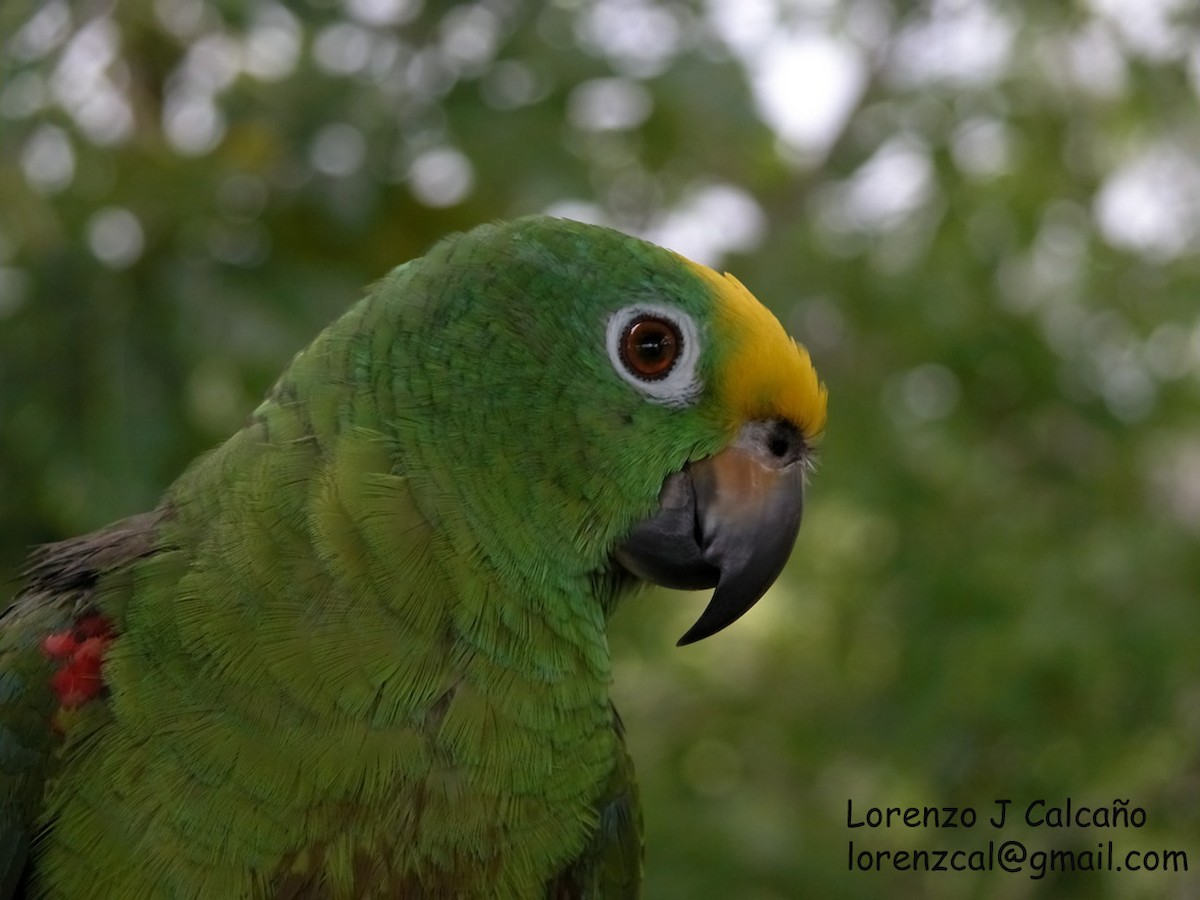 Yellow-crowned Parrot - ML211540181