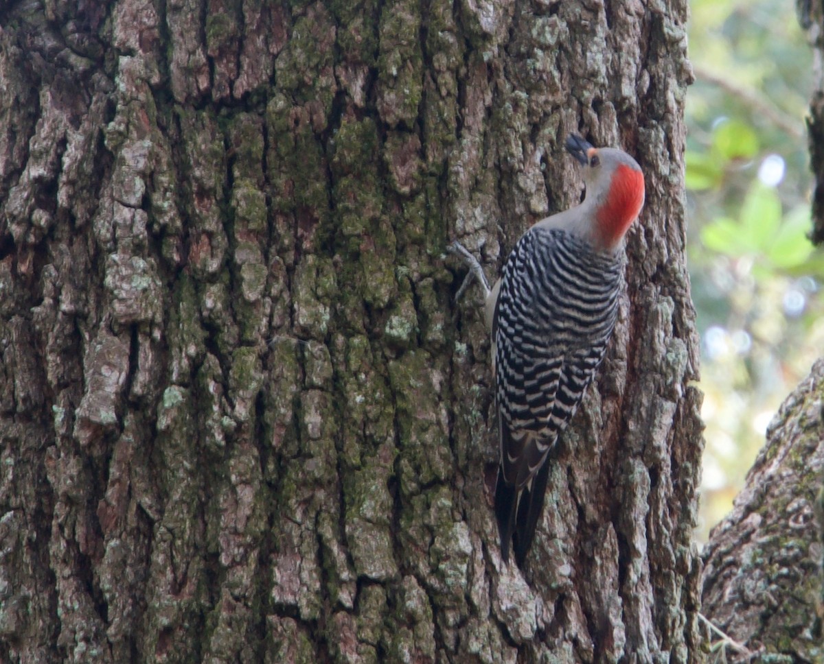 Red-bellied Woodpecker - ML211540201