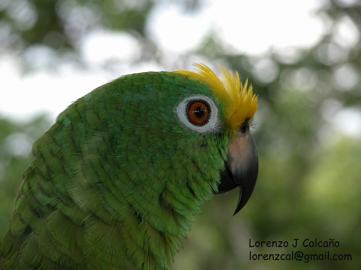 Yellow-crowned Parrot - ML211540211