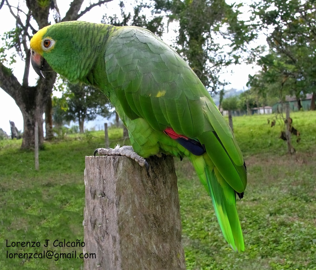 Yellow-crowned Parrot - ML211540231