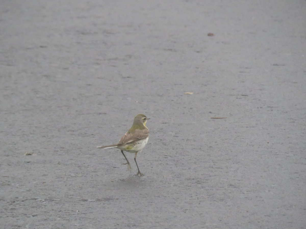 Eastern Yellow Wagtail - Simon Thornhill