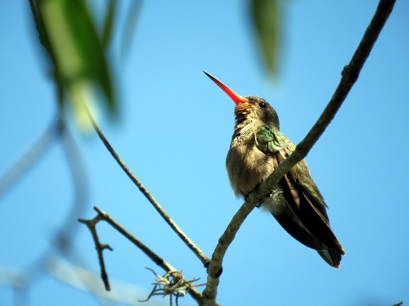 Gilded Hummingbird - Juan Muñoz de Toro