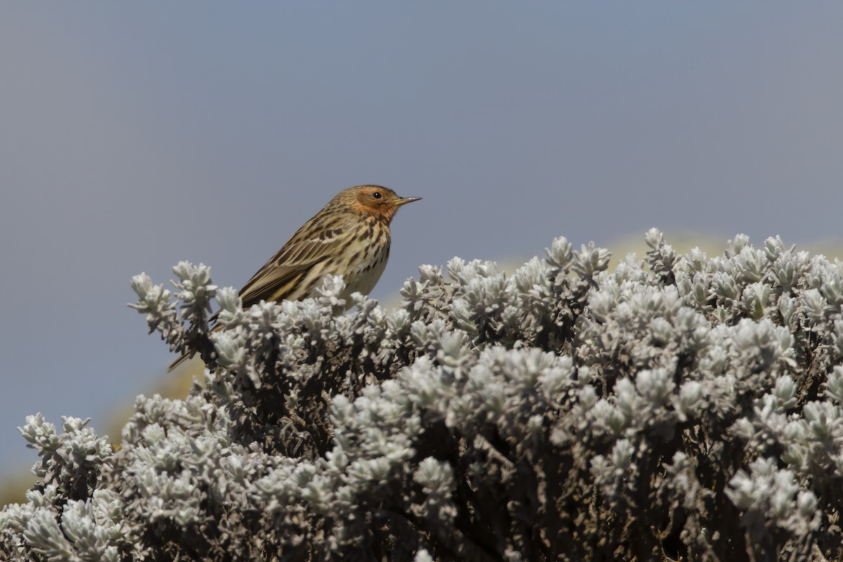 Red-throated Pipit - ML211543521