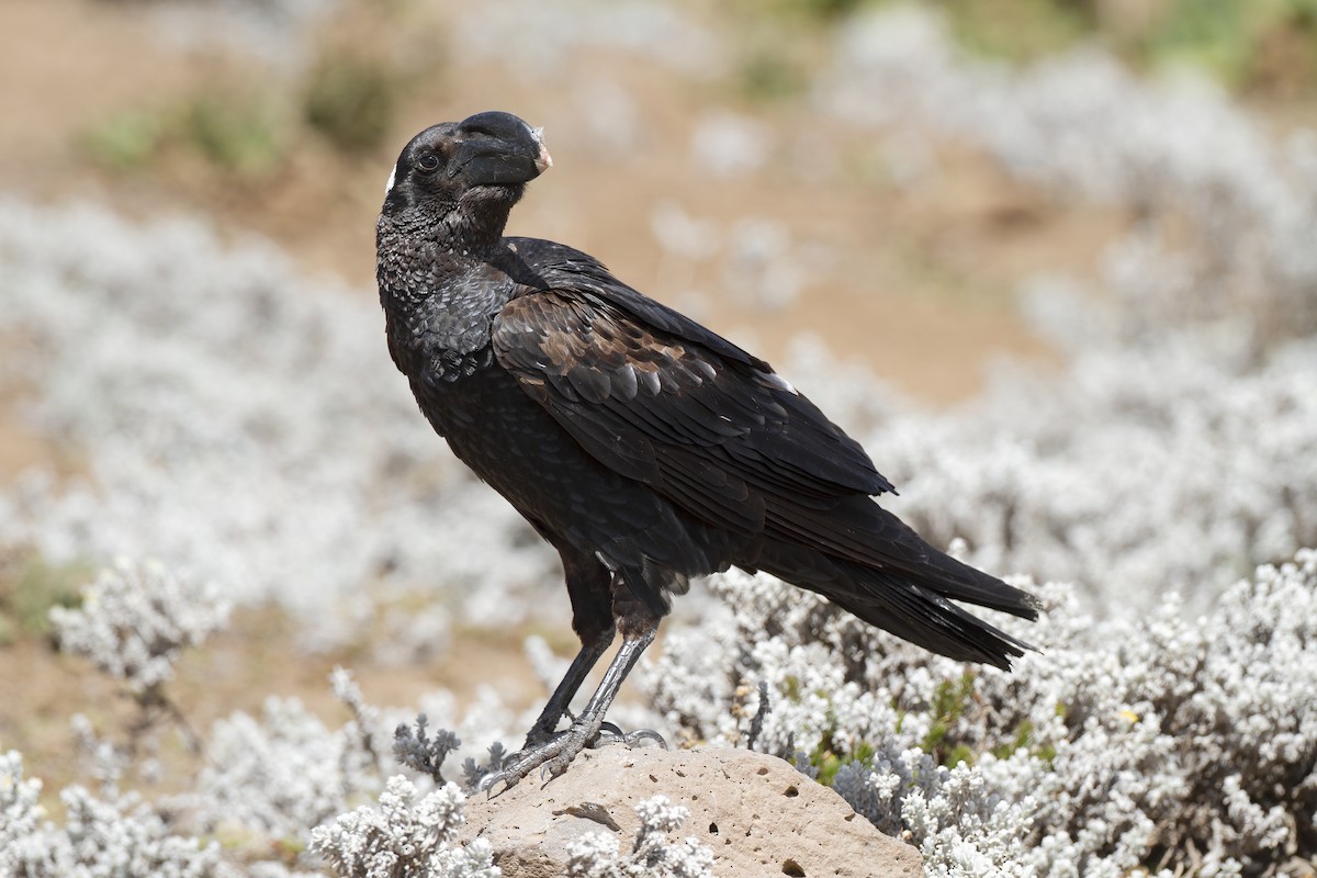 Thick-billed Raven - ML211544101