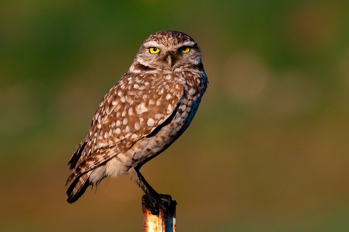 Burrowing Owl - ML211545341