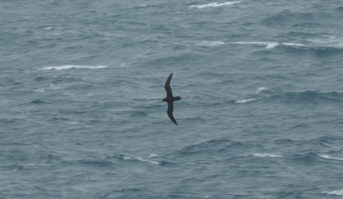 Great-winged/Gray-faced Petrel - ML21154801
