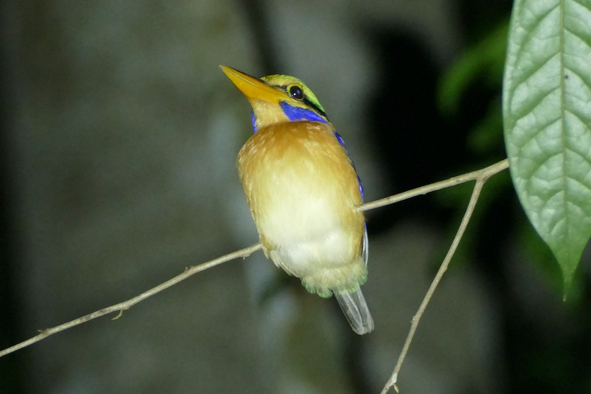 Rufous-collared Kingfisher - Ronald de Mol