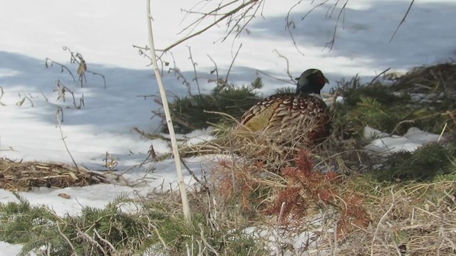 Ring-necked Pheasant - ML211558641