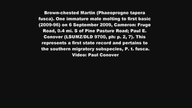 Brown-chested Martin - ML211559221