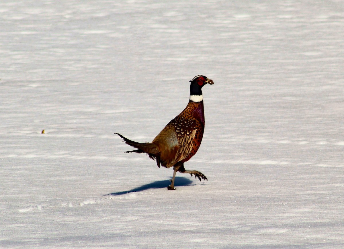 Ring-necked Pheasant - Brian Ward