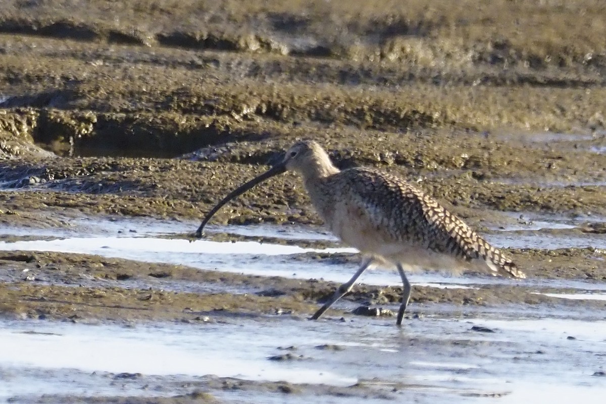Long-billed Curlew - ML211561141