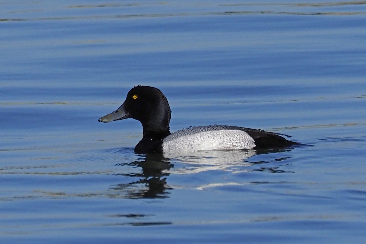 Greater Scaup - ML211561651