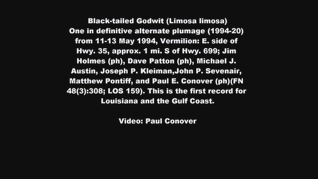 Black-tailed Godwit - ML211563901