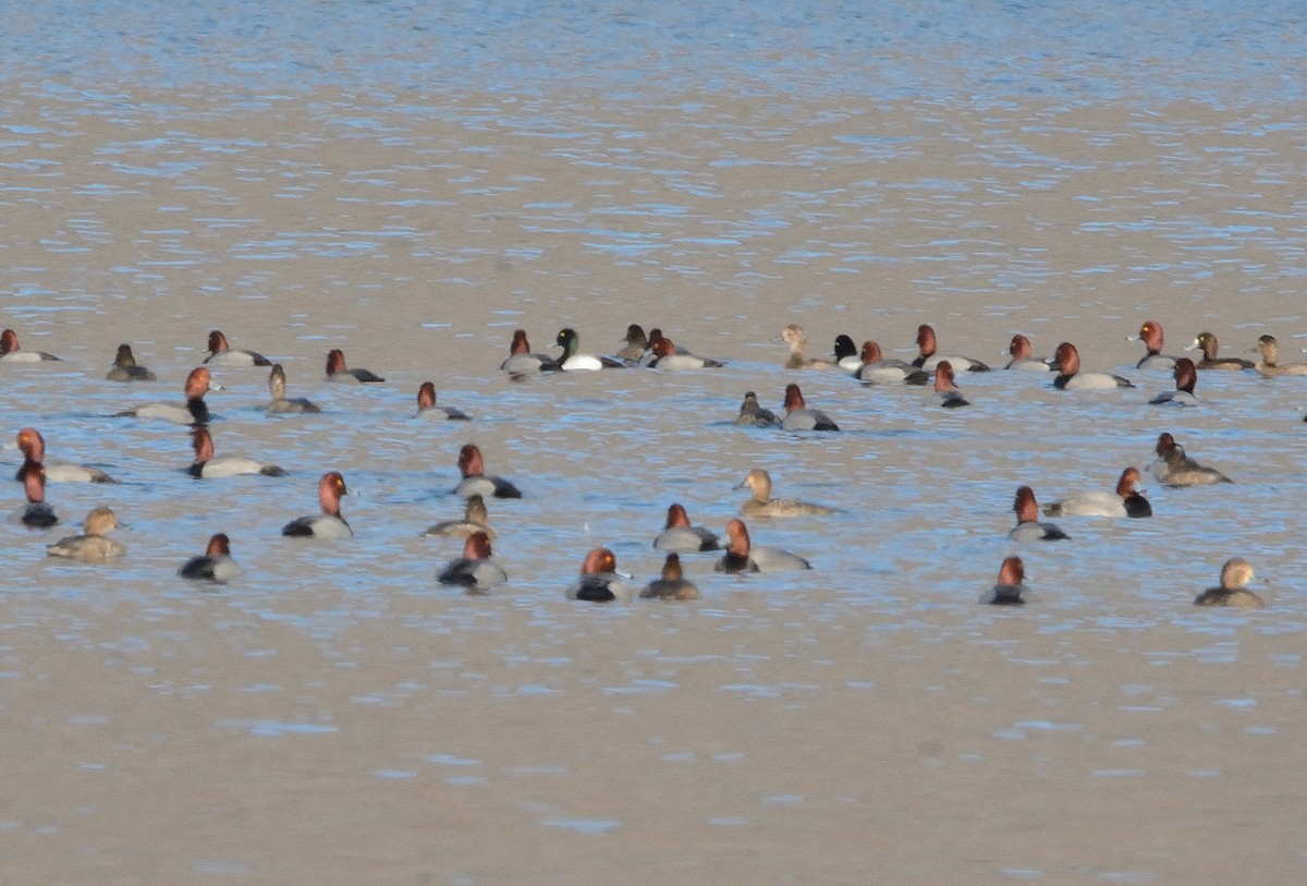 Greater Scaup - ML211567551