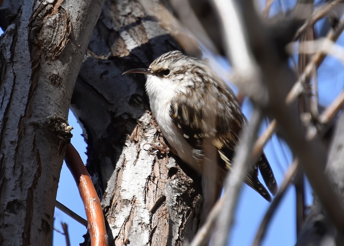 Brown Creeper - Shannon Spencer