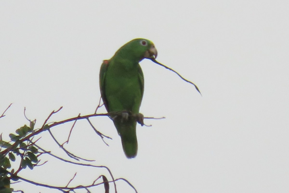 Yellow-crowned Parrot - ML211569761