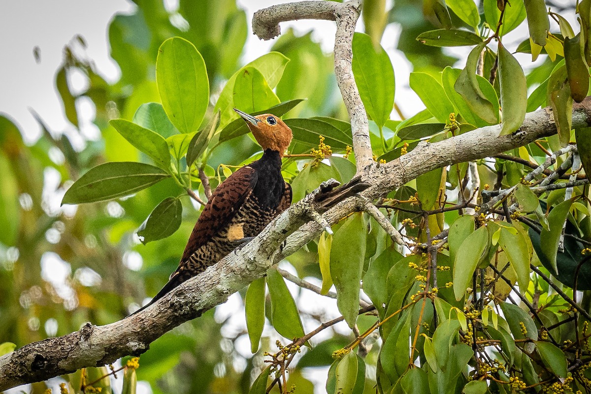 Ringed Woodpecker - Pancho Enriquez