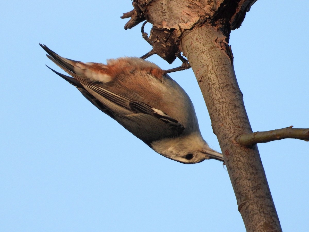 White-breasted Nuthatch - ML211575641