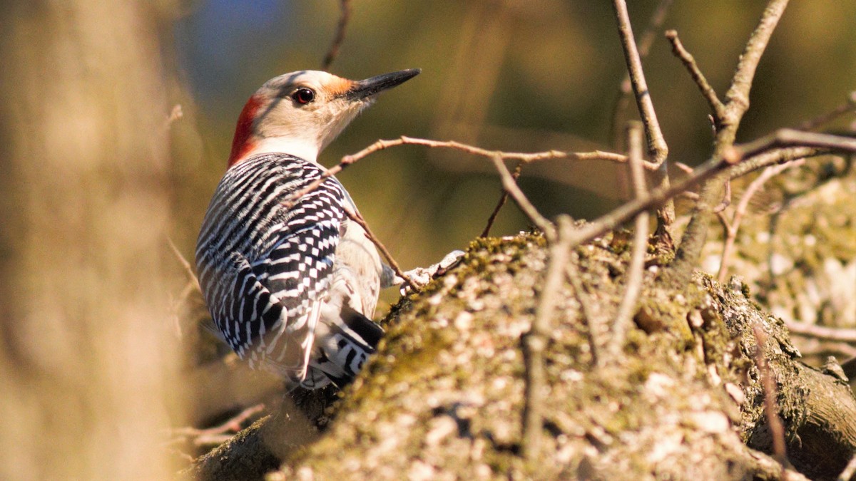 Red-bellied Woodpecker - Nathan Monk