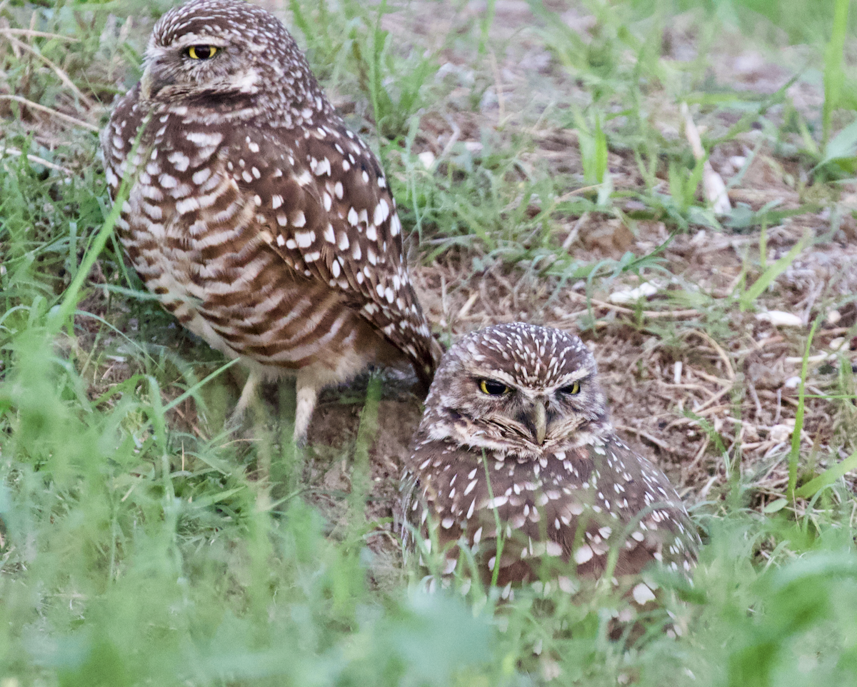 Burrowing Owl (Florida) - ML211582211