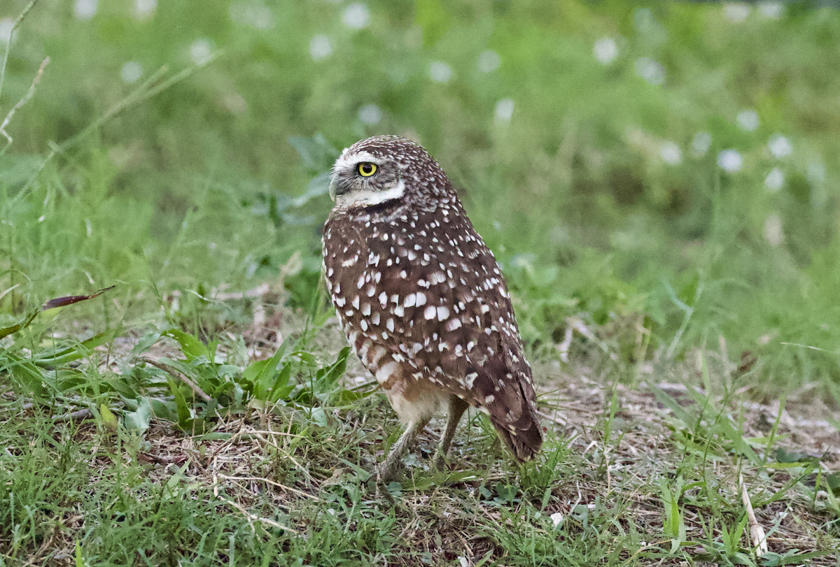 Burrowing Owl (Florida) - ML211582221