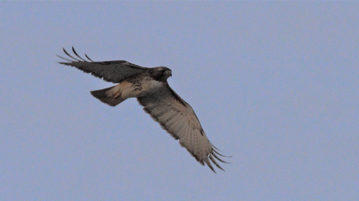 Red-tailed Hawk - ML211584371